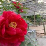 ヒメ日記 2025/06/09 19:45 投稿 りの 人妻本舗愛のしずく名古屋店