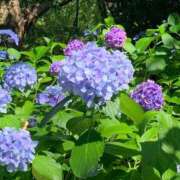 ヒメ日記 2025/06/16 09:06 投稿 りの 人妻本舗愛のしずく名古屋店