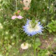 ヒメ日記 2025/06/25 06:55 投稿 りの 人妻本舗愛のしずく名古屋店
