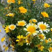 ヒメ日記 2025/07/08 09:05 投稿 りの 人妻本舗愛のしずく名古屋店