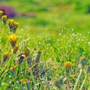 ヒメ日記 2025/07/15 07:19 投稿 りの 人妻本舗愛のしずく名古屋店