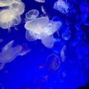 ヒメ日記 2025/07/21 19:43 投稿 りの 人妻本舗愛のしずく名古屋店