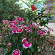 ヒメ日記 2025/07/30 09:48 投稿 りの 人妻本舗愛のしずく名古屋店