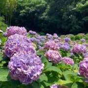 ヒメ日記 2025/08/02 09:07 投稿 りの 人妻本舗愛のしずく名古屋店