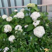 ヒメ日記 2025/08/04 10:12 投稿 りの 人妻本舗愛のしずく名古屋店