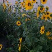 ヒメ日記 2025/08/05 10:09 投稿 りの 人妻本舗愛のしずく名古屋店