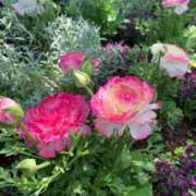 ヒメ日記 2025/08/14 10:12 投稿 りの 人妻本舗愛のしずく名古屋店