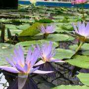 ヒメ日記 2025/08/17 08:15 投稿 りの 人妻本舗愛のしずく名古屋店