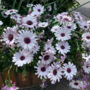 ヒメ日記 2025/08/27 09:19 投稿 りの 人妻本舗愛のしずく名古屋店