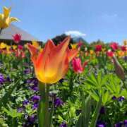 ヒメ日記 2025/09/08 09:46 投稿 りの 人妻本舗愛のしずく名古屋店