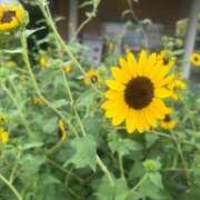 ヒメ日記 2025/09/13 09:18 投稿 りの 人妻本舗愛のしずく名古屋店