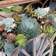 ヒメ日記 2025/09/19 06:49 投稿 りの 人妻本舗愛のしずく名古屋店