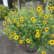 ヒメ日記 2025/09/23 10:02 投稿 りの 人妻本舗愛のしずく名古屋店