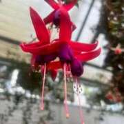 ヒメ日記 2025/09/26 09:08 投稿 りの 人妻本舗愛のしずく名古屋店