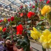 ヒメ日記 2025/09/27 09:43 投稿 りの 人妻本舗愛のしずく名古屋店