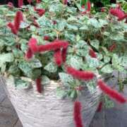 ヒメ日記 2025/09/30 10:46 投稿 りの 人妻本舗愛のしずく名古屋店