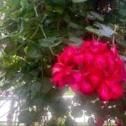 ヒメ日記 2025/10/04 09:31 投稿 りの 人妻本舗愛のしずく名古屋店