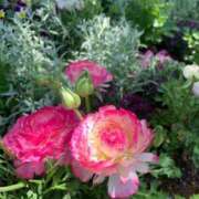 ヒメ日記 2025/10/08 08:35 投稿 りの 人妻本舗愛のしずく名古屋店