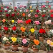 ヒメ日記 2025/10/12 09:45 投稿 りの 人妻本舗愛のしずく名古屋店