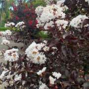 ヒメ日記 2025/10/18 09:30 投稿 りの 人妻本舗愛のしずく名古屋店