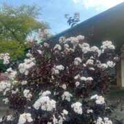 ヒメ日記 2025/10/19 09:54 投稿 りの 人妻本舗愛のしずく名古屋店