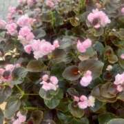 ヒメ日記 2025/10/24 10:52 投稿 りの 人妻本舗愛のしずく名古屋店