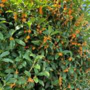 ヒメ日記 2025/10/26 12:03 投稿 りの 人妻本舗愛のしずく名古屋店