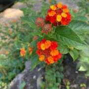 ヒメ日記 2025/11/06 09:59 投稿 りの 人妻本舗愛のしずく名古屋店