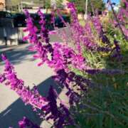 ヒメ日記 2025/11/08 10:19 投稿 りの 人妻本舗愛のしずく名古屋店