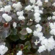 ヒメ日記 2025/11/18 11:13 投稿 りの 人妻本舗愛のしずく名古屋店