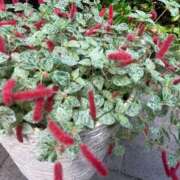 ヒメ日記 2025/11/21 10:06 投稿 りの 人妻本舗愛のしずく名古屋店