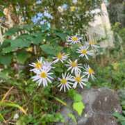 ヒメ日記 2025/11/22 11:16 投稿 りの 人妻本舗愛のしずく名古屋店