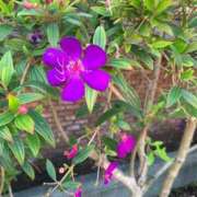 ヒメ日記 2025/12/01 12:18 投稿 りの 人妻本舗愛のしずく名古屋店