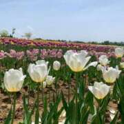 ヒメ日記 2025/12/08 08:59 投稿 りの 人妻本舗愛のしずく名古屋店