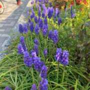 ヒメ日記 2026/01/08 09:12 投稿 りの 人妻本舗愛のしずく名古屋店