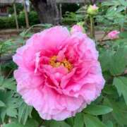 ヒメ日記 2026/01/10 10:23 投稿 りの 人妻本舗愛のしずく名古屋店