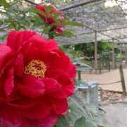 ヒメ日記 2026/01/20 08:45 投稿 りの 人妻本舗愛のしずく名古屋店