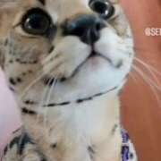 ヒメ日記 2025/04/06 20:28 投稿 ゆきの 人妻本舗愛のしずく名古屋店