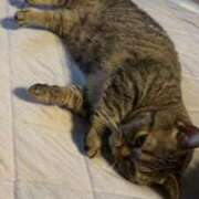 ヒメ日記 2026/03/19 05:15 投稿 きょうこ 完熟ばなな新宿