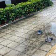 ヒメ日記 2025/09/29 11:31 投稿 安部 れいか 大奥 難波店