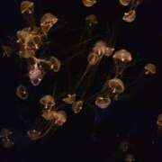 ヒメ日記 2024/12/11 14:21 投稿 (スタン) 池崎さとり/地元出身 風俗イキタイいわき店