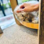 ヒメ日記 2025/04/04 16:31 投稿 和泉 伊織 横浜貴楼館