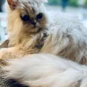 ヒメ日記 2025/04/05 16:21 投稿 和泉 伊織 横浜貴楼館