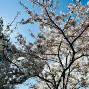 ヒメ日記 2025/04/06 17:02 投稿 和泉 伊織 東京貴楼館