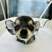 ヒメ日記 2025/10/15 16:53 投稿 和泉 伊織 東京貴楼館