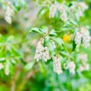 ヒメ日記 2026/04/07 13:09 投稿 和泉 伊織 東京貴楼館