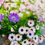 ヒメ日記 2026/04/12 14:49 投稿 和泉 伊織 東京貴楼館