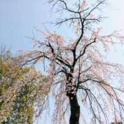 ヒメ日記 2025/04/13 07:12 投稿 しいな DRAMA（ドラマ）