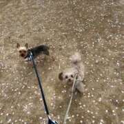 ヒメ日記 2026/04/07 14:12 投稿 ひなこ 熟女総本店