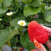 ヒメ日記 2025/03/31 14:08 投稿 しき ANNEX（アネックス）